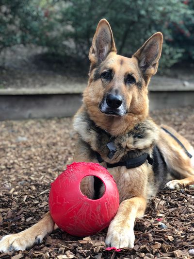 German Shepherd lying on wood chips with a red toy ball.