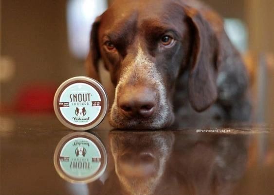 ORGANIC SNOUT SOOTHER BY NATURAL DOG COMPANY - 2 OZ TIN | Indestructibone Professional Grade