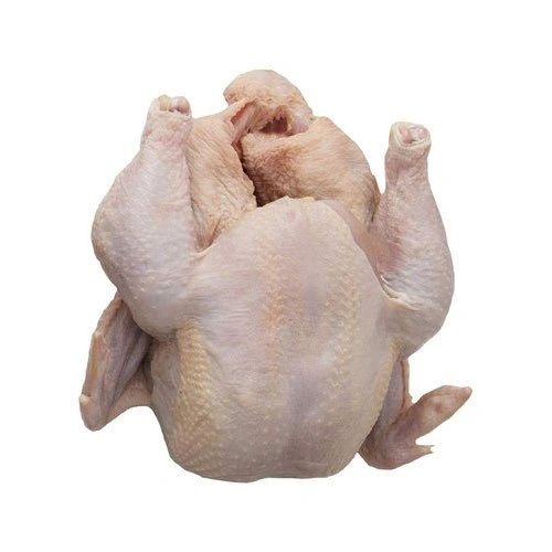 Broiler Chicken Raw Live 2kg(Berhampur)