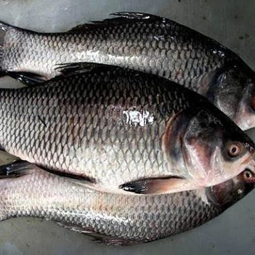 Vakura Catla River Fish Cutting 1Kg(Berhampur)