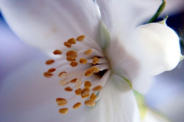 Green Jasmine