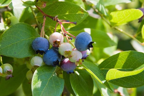 Green Blueberry