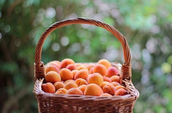 Apricot