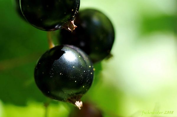 Black Currant