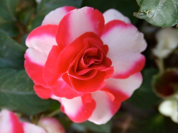 Peppermint Rose