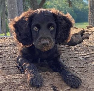 boykin spaniel