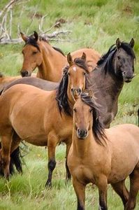 Kiger Mustang horses Kiger herd management area Oregon   Grullo grulla stallion dun wild Mustangs