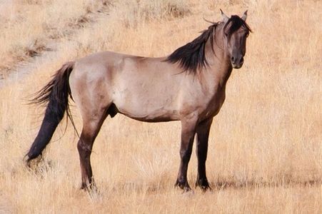 Wild Kiger stallion grullo grulla color  wild horse wild Mustang  on BLM Kiger HMA in Oregon