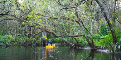 Image of man kayaking in the Loxahatchee River