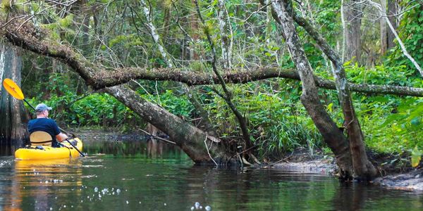 Image of man kayaking in the Loxahatchee River