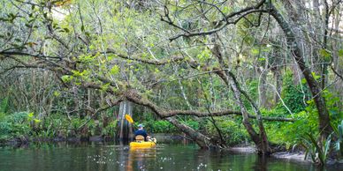 Image of man kayaking in the Loxahatchee River