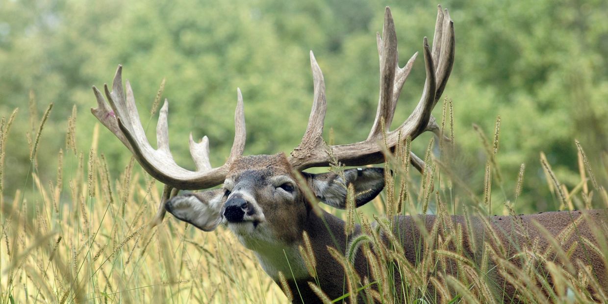 typical whitetail deer in the grass