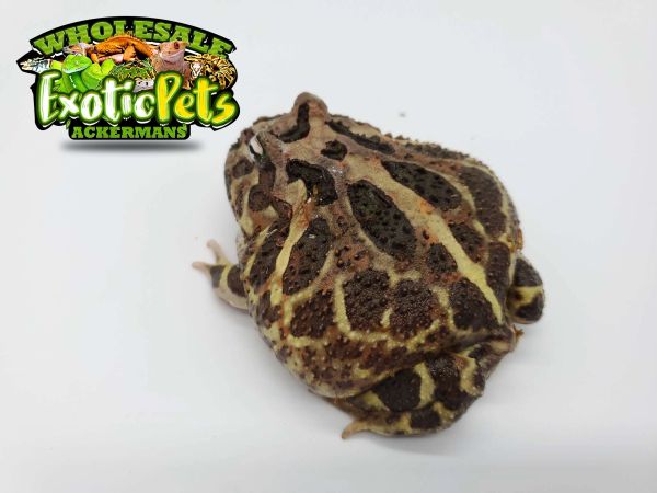 BROWN PACMAN FROG