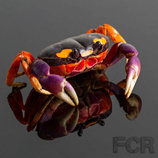 Halloween moon crab