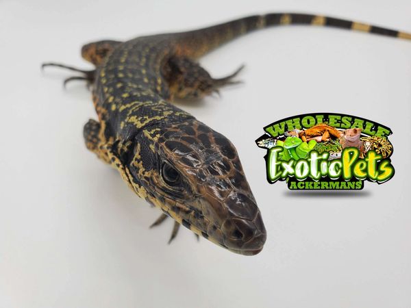 wholesale exotic pets midlothian va