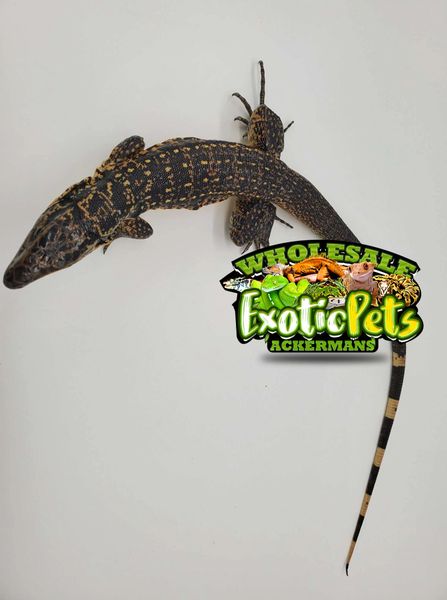 wholesale exotic pets midlothian va