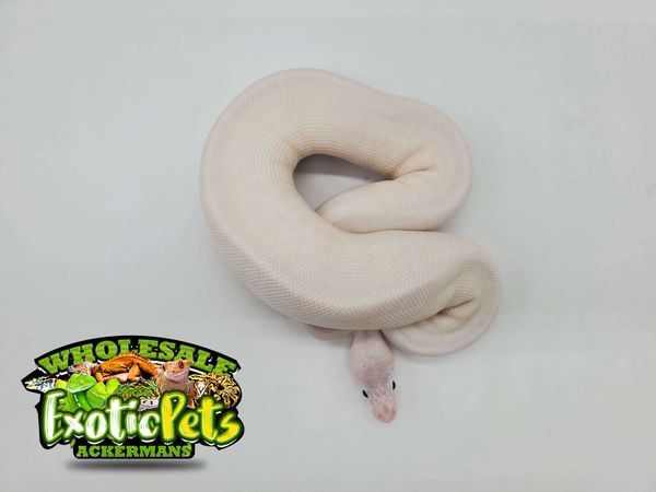 Wholesale exotic hot sale pets midlothian va