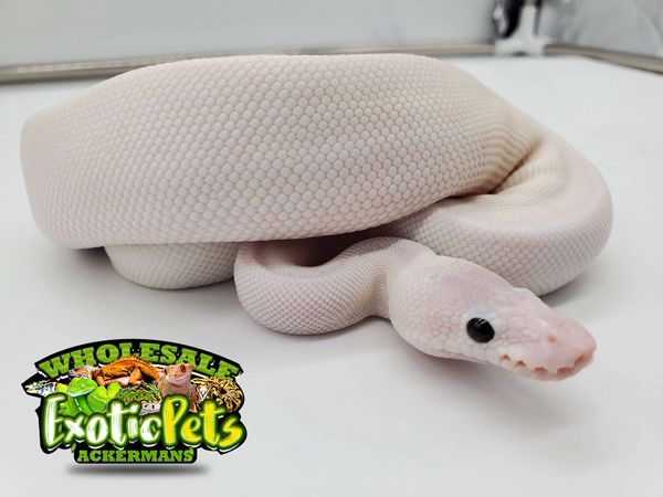 Wholesale exotic store pets midlothian va