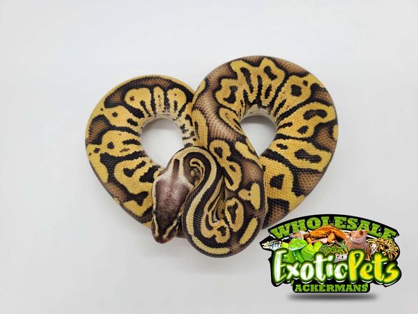 Wholesale exotic 2025 pets midlothian va