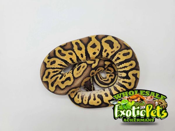 Wholesale exotic shop pets midlothian va