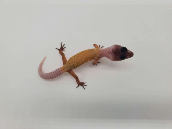 wholesale exotic pets midlothian va