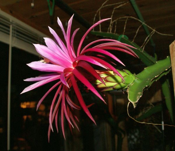 Night blooming Cereus, Orchid Cactus, Epiphyllum pumilum Cuttings