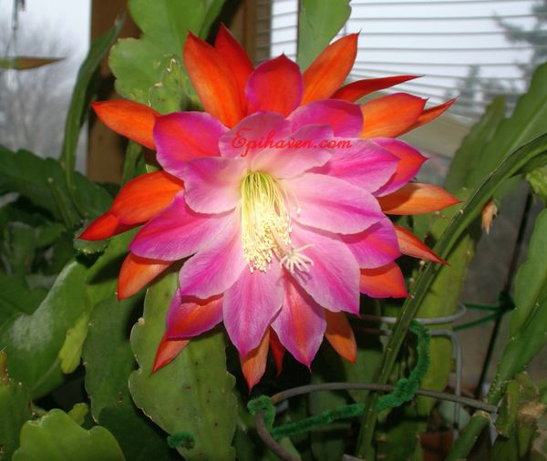 Orchid Cactus 'Over the Top' (Epiphyllum hybrid)