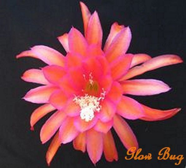 "Glow Bug" Hybrid Epiphyllum | Epihaven Nursery