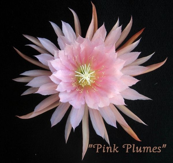 Plumes: 10 Pink
