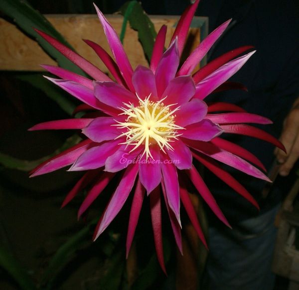 Night-blooming Cereus, After five years of waiting, the nig…