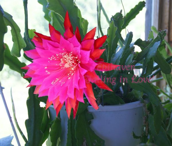 Oxypetalum Night Blooming Cereus Epiphyllum Oxypetalum