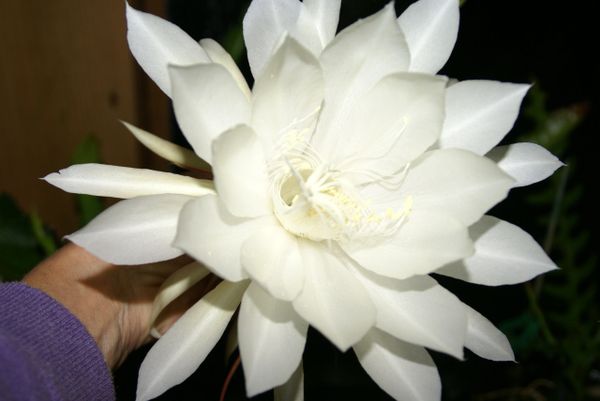 Night Blooming Cereus (Epiphyllum oxypetalum)