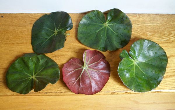 Erythrophylla' (Beefsteak Begonia) | Epihaven Nursery