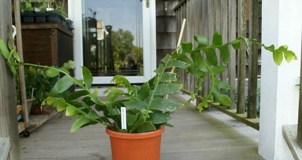 Selenicereus Chrysocardium, Fern Leaf/Shark tooth Cactus ...