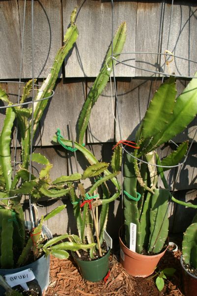 Hylocereus megalanthus Pitaya Amarilla | Epihaven Nursery