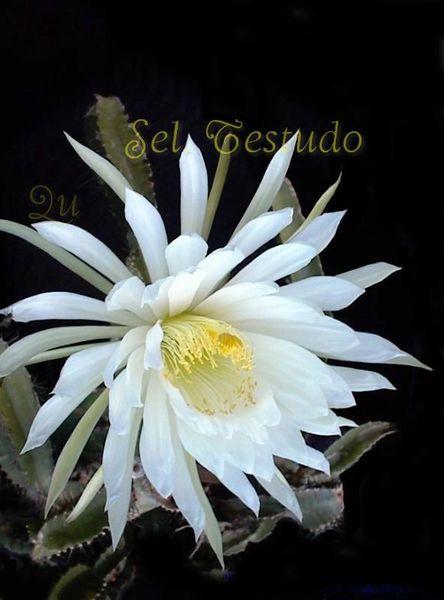 Oxypetalum Night Blooming Cereus Epiphyllum Oxypetalum