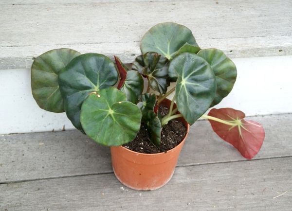 Outdoor & Gardening Rare Beefsteak Begonia Erythrophylla in Vintage Soap  Dispenser 8 Tall Home & Living 