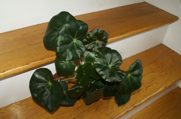 Begonia 'Erythrophylla' (Beefsteak Begonia) | Epihaven Nursery