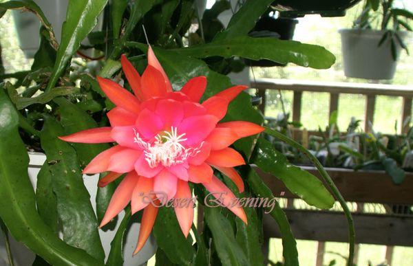 Oxypetalum Night Blooming Cereus Epiphyllum Oxypetalum