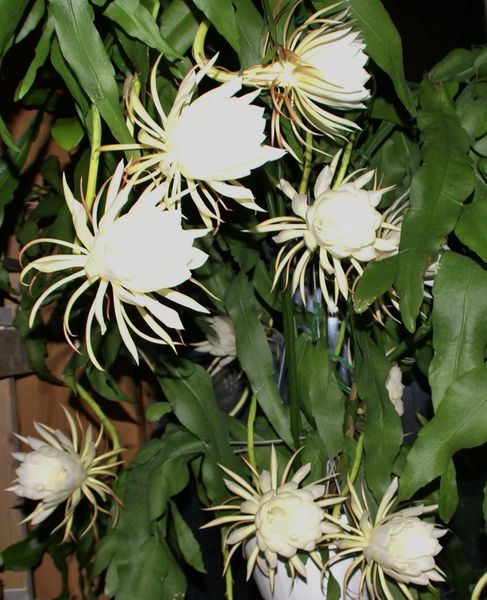 Oxypetalum Night Blooming Cereus Epiphyllum Oxypetalum