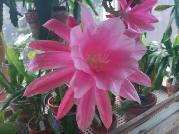 Oxypetalum Night Blooming Cereus Epiphyllum Oxypetalum