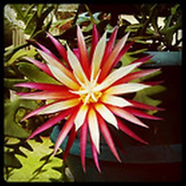 Oxypetalum Night Blooming Cereus Epiphyllum Oxypetalum