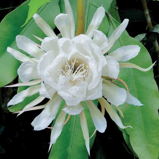 Oxypetalum Night Blooming Cereus Epiphyllum Oxypetalum