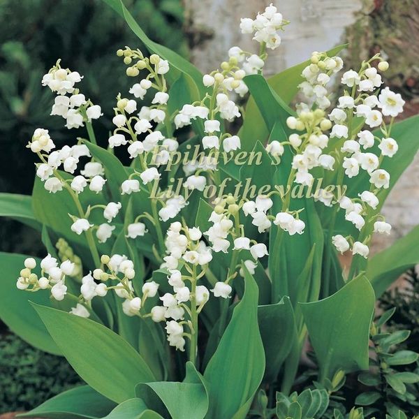 Convallaria majalis Lily Of The Valley – PlantsInTheCity