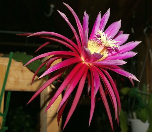 Oxypetalum Night Blooming Cereus Epiphyllum Oxypetalum