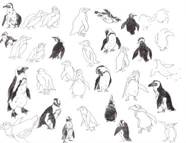 Ink drawing of penguins