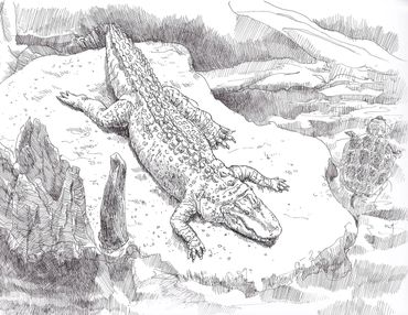 Ink Drawing of Claude the Alligator