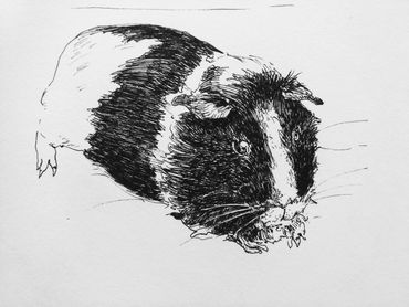 Ink Drawing of a Guinea Pig
