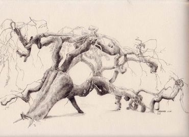 Graphite drawing gnarly tree