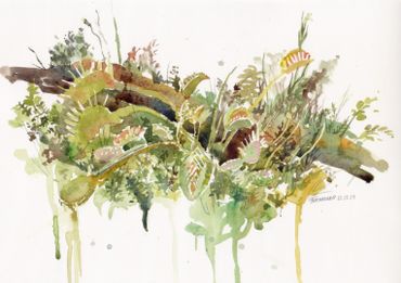 Watercolor painting Venus fly trap